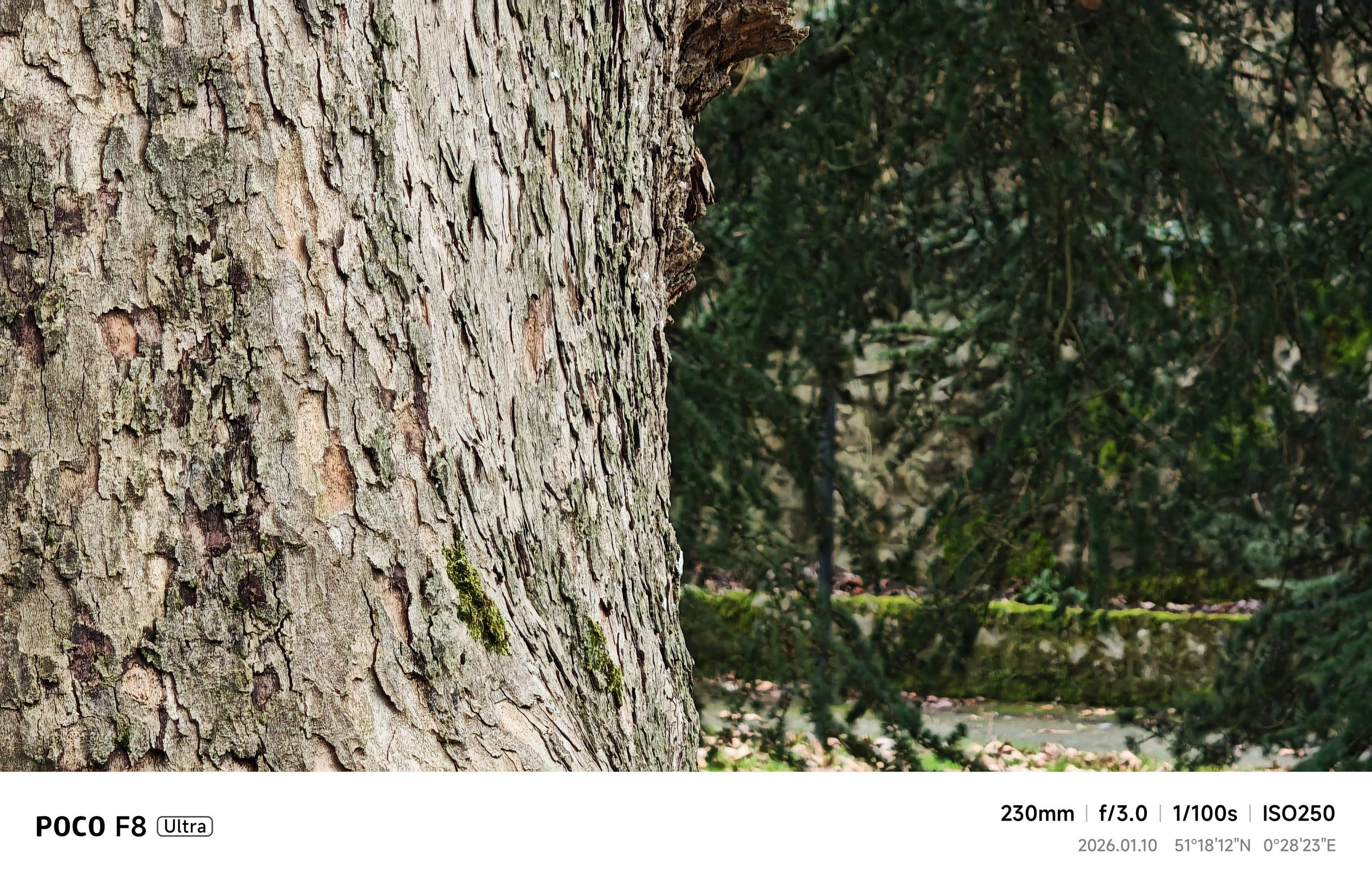 Tree in forest